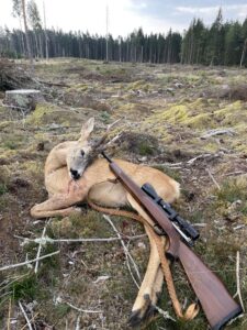 Rådjur i skogen