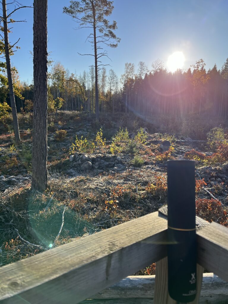Älgjakt 2025