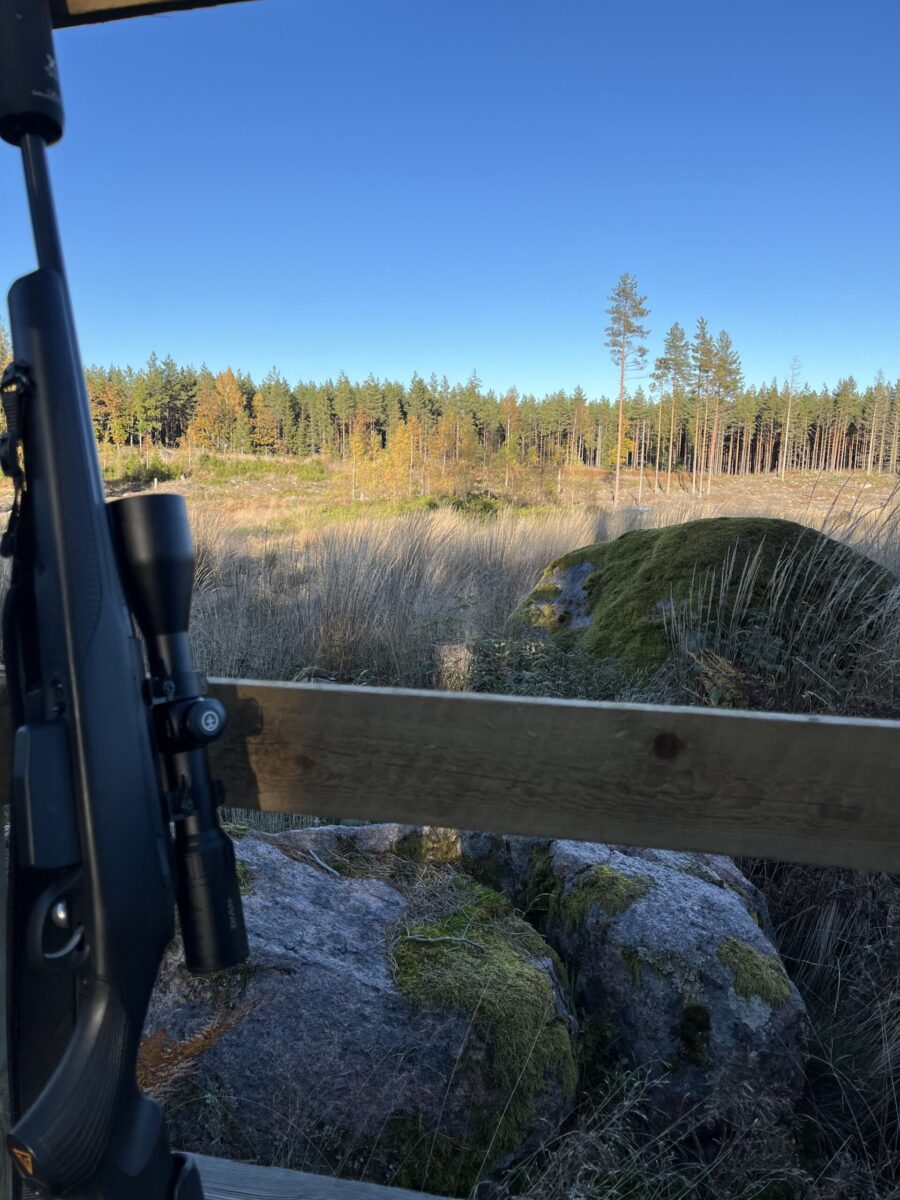 Morgonpass i jaktskogen